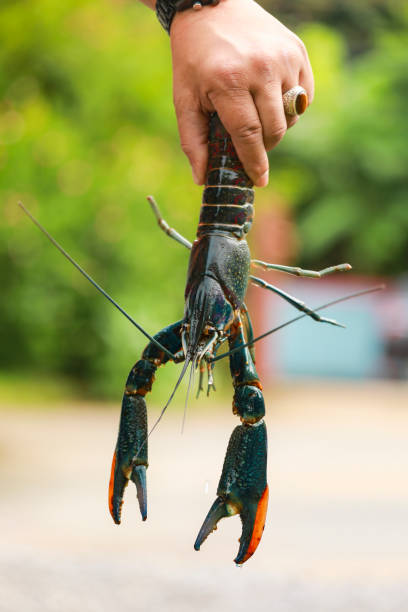 istock Crayfish, Crawfish, Freshwater lobster 1015813078