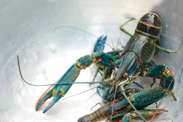 istock Crayfish, Crawfish, Freshwater lobster 1015813114