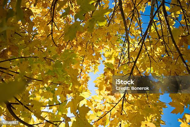 Złota Jesień - zdjęcia stockowe i więcej obrazów Bez ludzi - Bez ludzi, Bezchmurne niebo, Czerwony