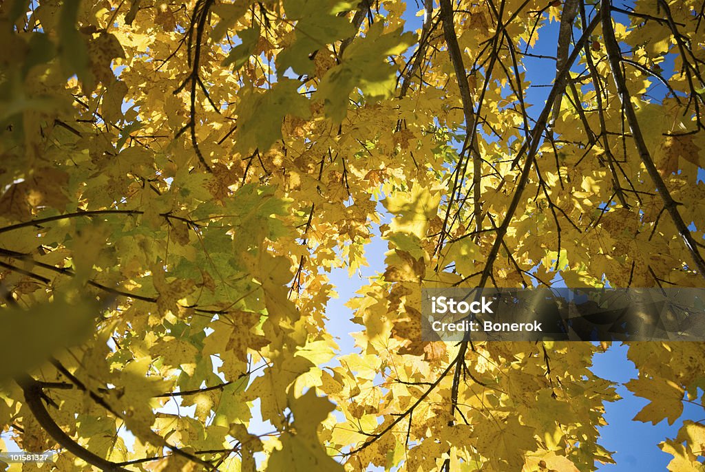 Outono dourado - Royalty-free Amarelo Foto de stock