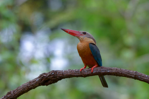 istock Stork-billed Kingfisher ; Pelargopsis capensis 1015817690