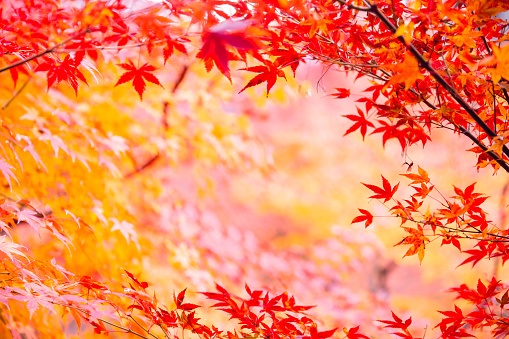 Japan maple leaf in Autumn season for nature background