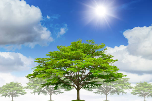 istock Beautiful tree nature landscape against blue sunny summer sky background 1015823168