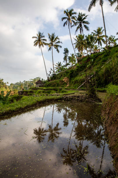 istock Tegallalang Rice Terraces in Bali 1015823416