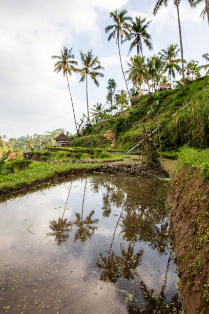 istock Tegallalang Rice Terraces in Bali 1015823766