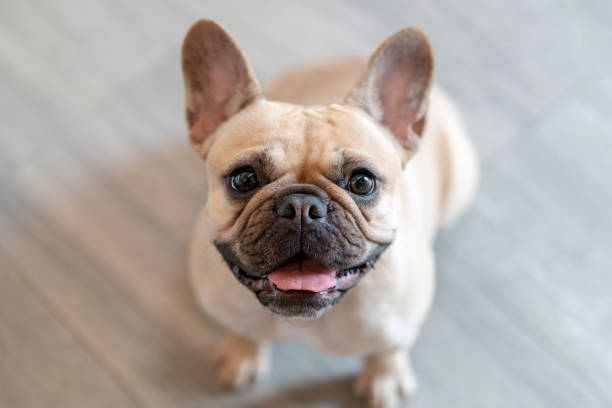 Adorable French bulldog pet, female. french bulldog stock pictures, royalty-free photos & images