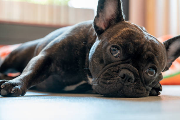 istock Adorable French bulldog 1015823780
