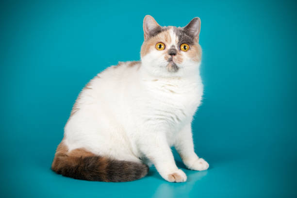 istock british shorthair cat 1015828382