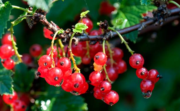 istock red currant ripens in the garden 1015828398