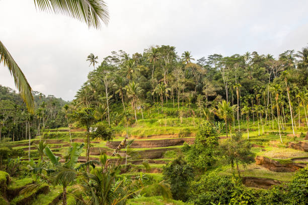 istock Tegallalang Rice Terraces in Bali 1015828760