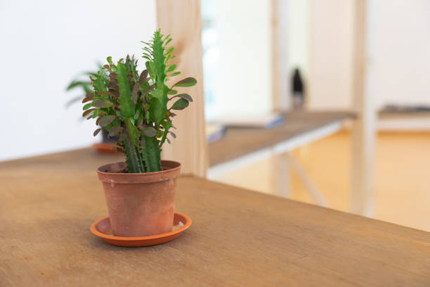 istock cactus plant in brown pot in home 1015833712