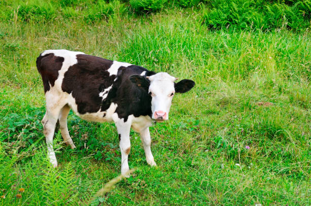 istock Beautiful black and white little calf in green grass. 1015833730