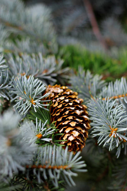 istock Pincone hanging on the fir tree branch 1015836024
