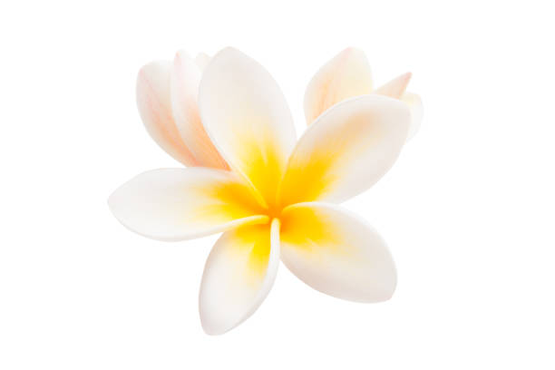 istock frangipani flower isolated 1015836674