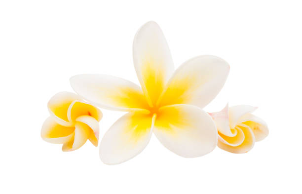 istock frangipani flower isolated 1015836758