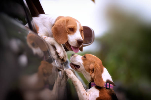 istock funny Dog in car 1015839738