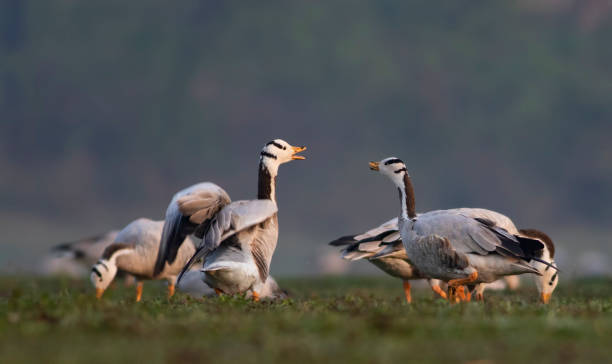 Bar headed goose Flock of Bar headed goose bar headed goose anser indicus stock pictures, royalty-free photos & images