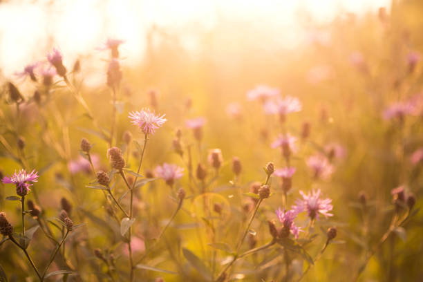 istock Purple wildflowers 1015844636
