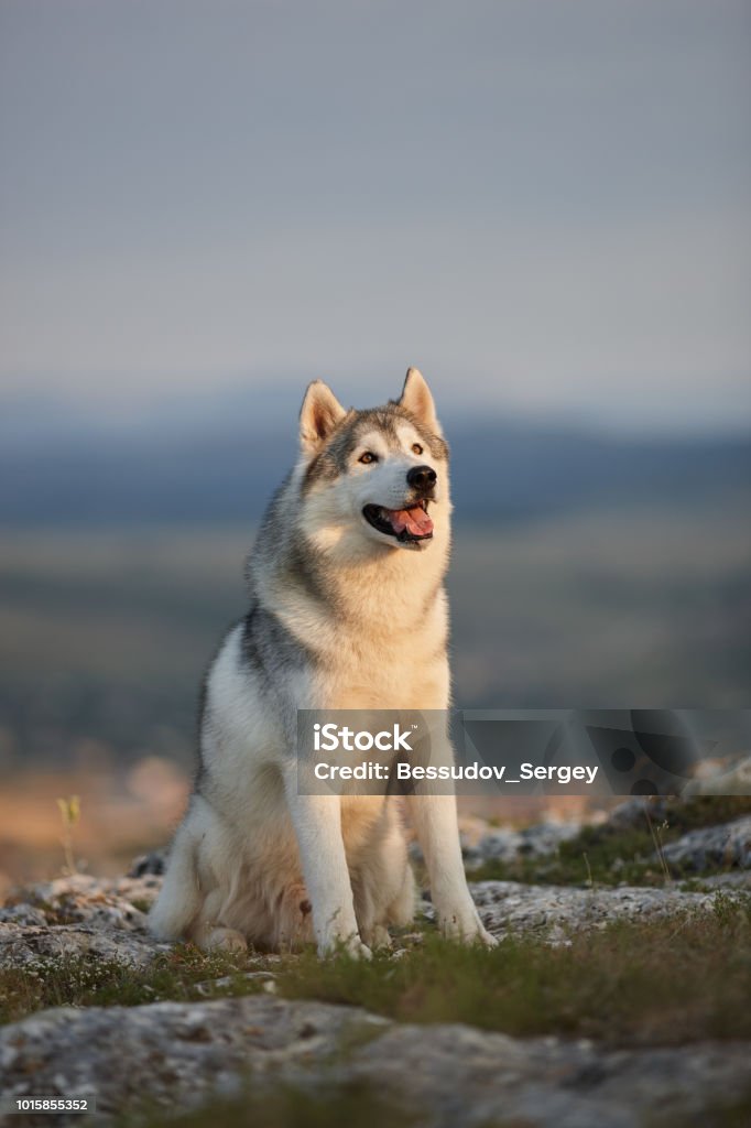 The magnificent gray Siberian husky sits on a rock in the Crimean mountains against the backdrop of the forest and mountains. A dog on a natural background. Animal Stock Photo