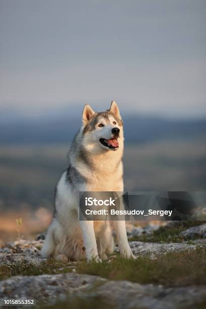 The Magnificent Gray Siberian Husky Sits On A Rock In The Crimean Mountains Against The Backdrop Of The Forest And Mountains A Dog On A Natural Background Stock Photo - Download Image Now