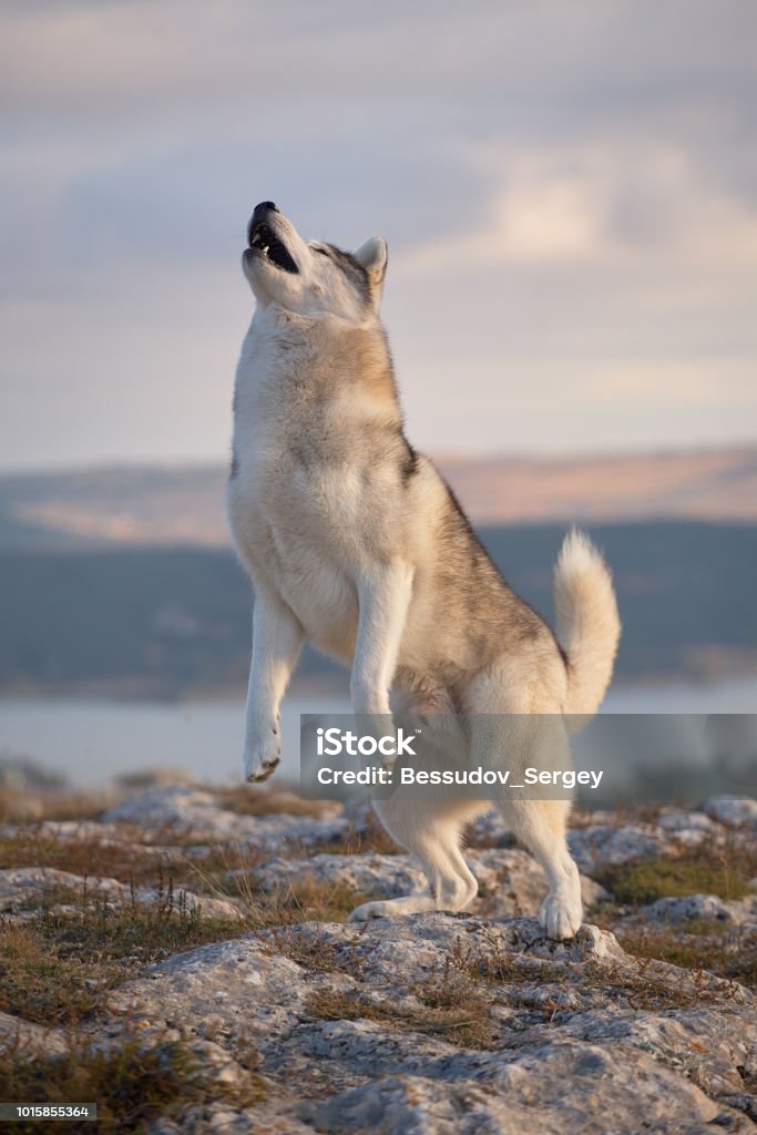 A magnificent gray Siberian husky jumping for a treat on a rock Animal Stock Photo