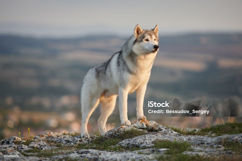 The magnificent gray Siberian husky stands on a rock in the Crimean mountains against the backdrop of the forest and mountains. A dog on a natural background. Animal Stock Photo