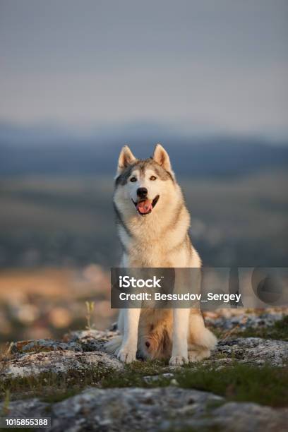 The Magnificent Gray Siberian Husky Sits On A Rock In The Crimean Mountains Against The Backdrop Of The Forest And Mountains A Dog On A Natural Background Stock Photo - Download Image Now