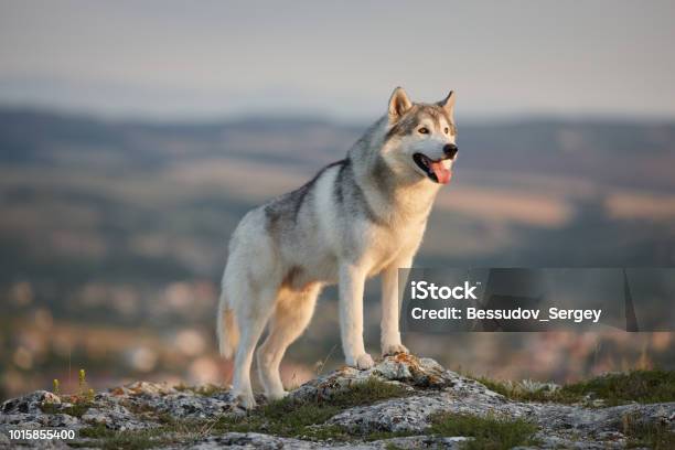 The Magnificent Gray Siberian Husky Stands On A Rock In The Crimean Mountains Against The Backdrop Of The Forest And Mountains A Dog On A Natural Background Stock Photo - Download Image Now