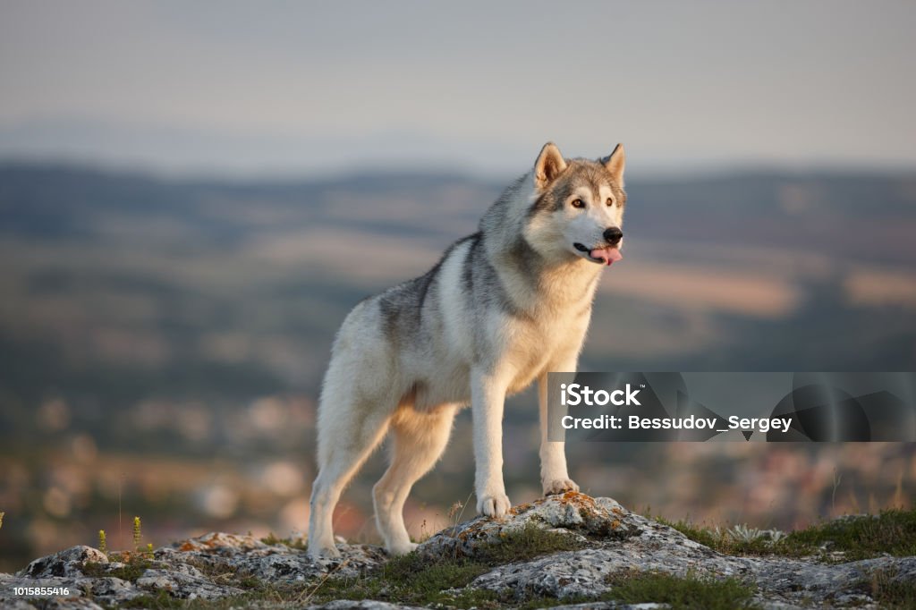 The magnificent gray Siberian husky stands on a rock in the Crimean mountains against the backdrop of forests and mountains and makes faces. A dog on a natural background. Animal Stock Photo