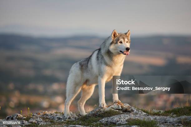 The Magnificent Gray Siberian Husky Stands On A Rock In The Crimean Mountains Against The Backdrop Of Forests And Mountains And Makes Faces A Dog On A Natural Background Stock Photo - Download Image Now