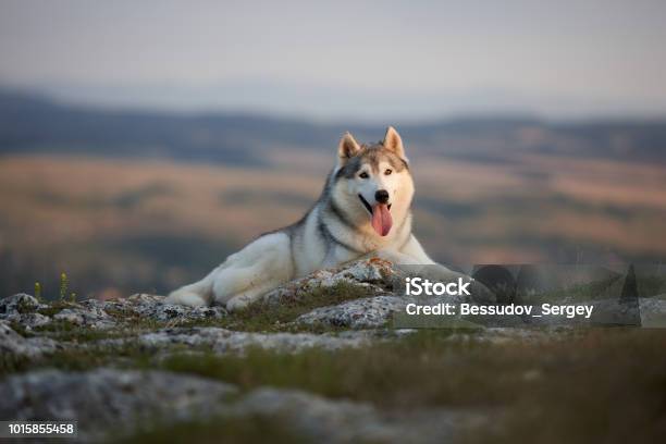 The Magnificent Gray Siberian Husky Lies On A Rock In The Crimean Mountains Against The Backdrop Of The Forest And Mountains A Dog On A Natural Background Stock Photo - Download Image Now
