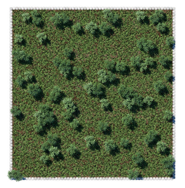 istock Park trees and glade view from above. Square composition isolated 1015856208