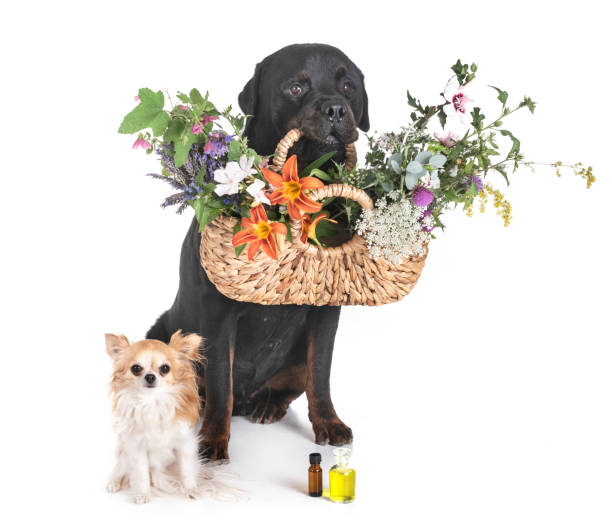 perros y flores - oilcan fotografías e imágenes de stock