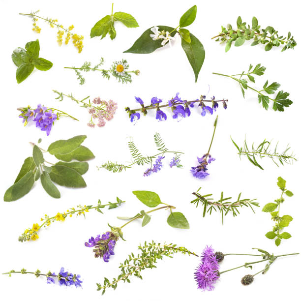 istock group of wild plants 1015864076