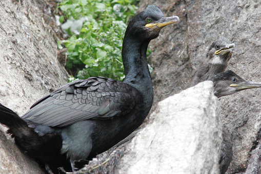 Family of cormorants in nest