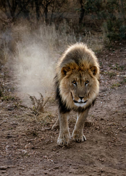 istock Large male lion walks in the desert 1015871486