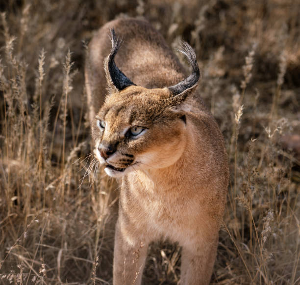 istock Carolol cat looks scans his surroundings 1015871610