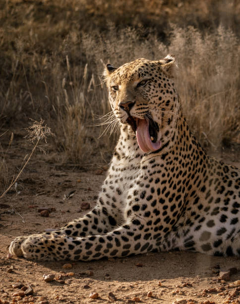 istock Profile of a leopard licking his own face 1015871638