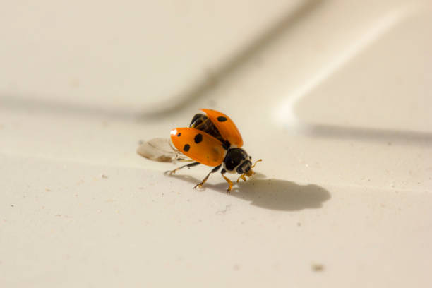 istock Close up of a ladybird on white blackground 1015872388
