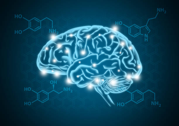 Human brain illustration with hormone biochemical concept background stock photo