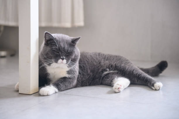 istock Cute British short hair cat, shot indoors 1015882620