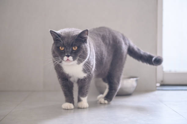 istock Cute British short hair cat, shot indoors 1015882638