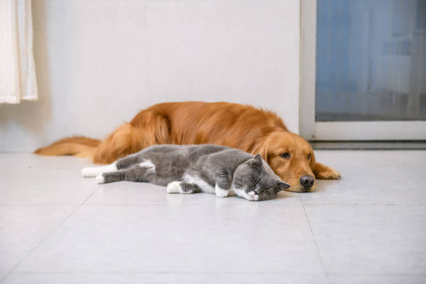 istock British short hair cat and golden retriever 1015884204