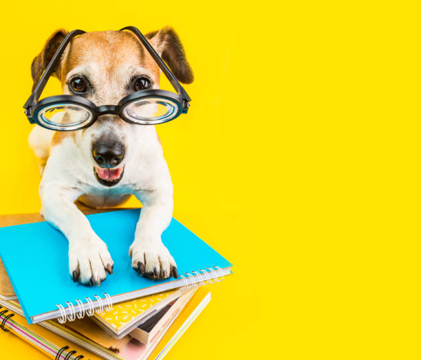 istock happy smiling back to school dog on yellow background 1015886912
