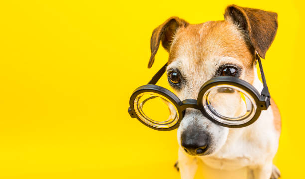 istock Smart dog in glasses on yellow backgeound. Horizontal banner. Back to school theme. 1015887156