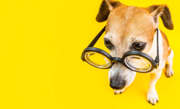 istock Dog in glasses on yellow background. concentrated, serious, offended, looking down. Horizontal banner 1015887188