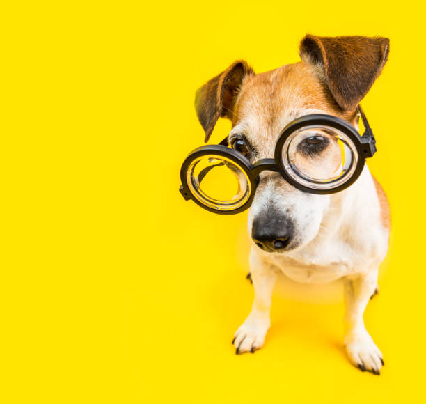 istock Dog study back to school. yellow bright square. Nerd in glasses. Smart pet 1015887204