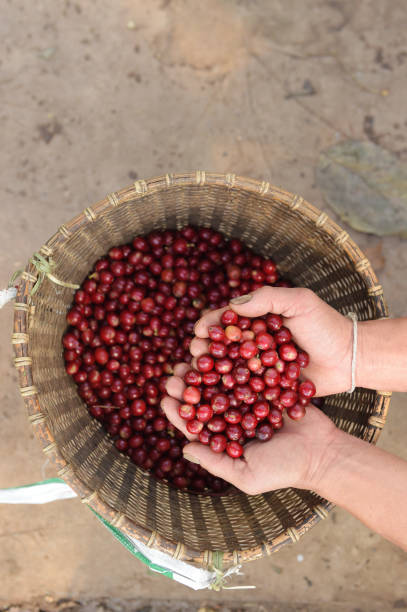 istock Close up of red berries coffee beans 1015895244