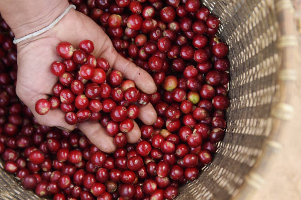istock Close up of red berries coffee beans 1015895322