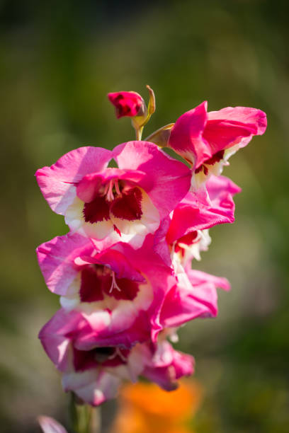 グラジオラス、自分自身を選択するフィールドで自分でカットします。 - gladiolus orange flower isolated ストックフォトと画像